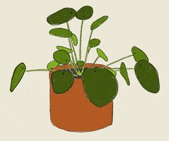 laletuncbilek animation drawing plant pot GIF