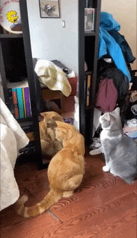 Cat Fun Cats Fun GIF - CatFun CatsFun FunnyCat - Discover & Share GIFs