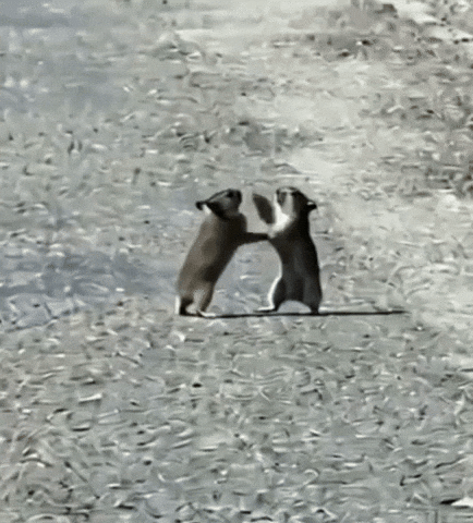 Girl Fight Mouse GIF