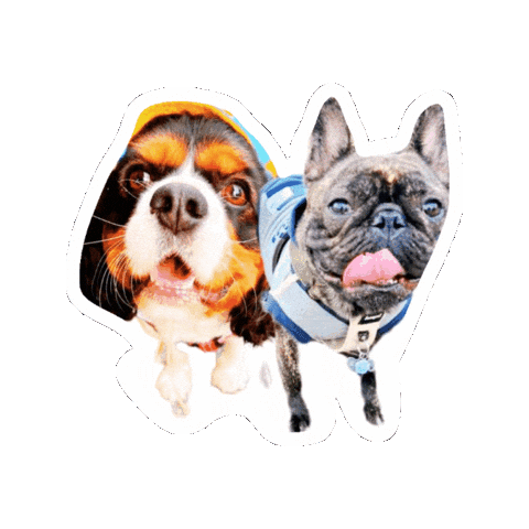 Cavalierkingcharlesspaniel Sticker