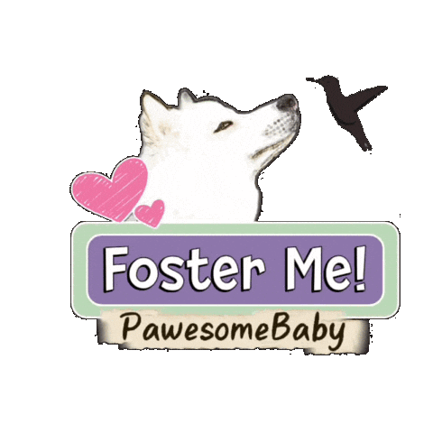 Foster Me Sticker by PawesomeBaby