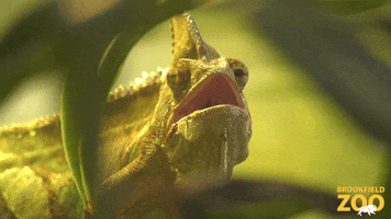 Tongue Stare GIF by Brookfield Zoo