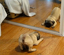 Funny Puppy GIF - Find & Share on GIPHY