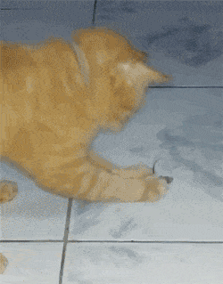 Image result for cat playing with mouse gif