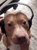 Dogs Listening GIF