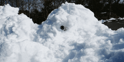 Dog Snow GIF