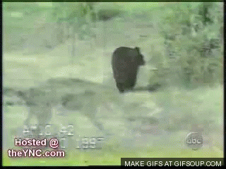 funny cat GIF
