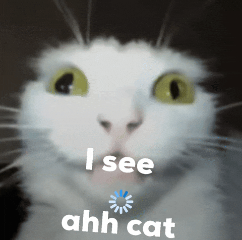 Ah Ok Cat GIF