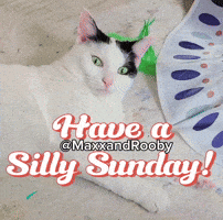 Cat GIF