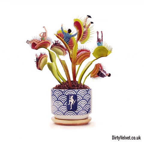 Venus Fly Trap Flowers GIF by DIRTY VELVET CLOTHING