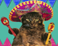Birthday Cat Gif By Memecandy Find Share On Giphy