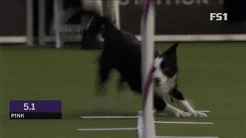 Westminster Dog Show Pink GIF by Westminster Kennel Club