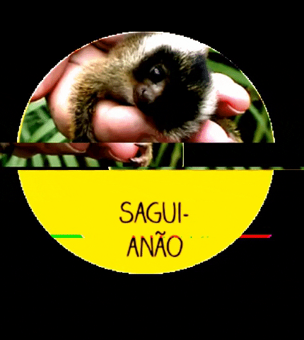 Os menores bichos do Brasil GIF