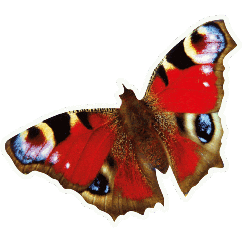 Kuhl Sticker by echtkuhl