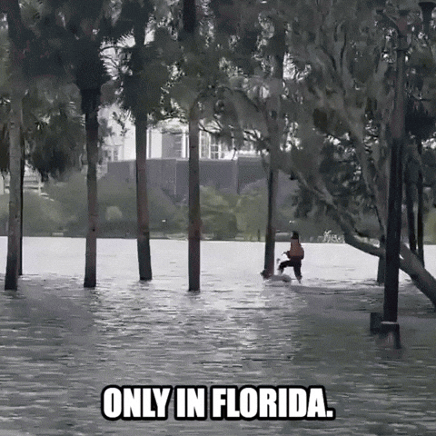 South Florida GIF by Storyful