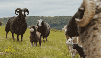 The Sheep Detectives GIF
