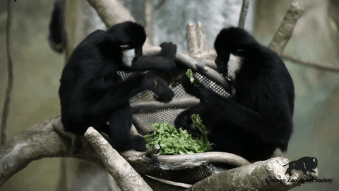 Monkey-attack GIFs - Get the best GIF on GIPHY
