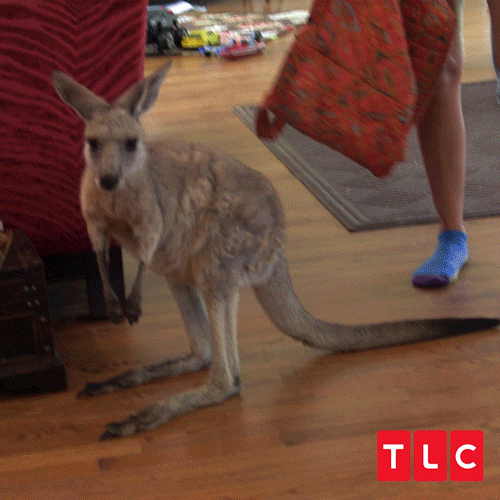 Scratch Kangaroo GIF by TLC