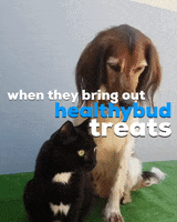 Hungry Cat And Dog GIF by healthybud