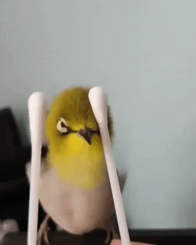 Bird Massage GIF by JustViral.Net