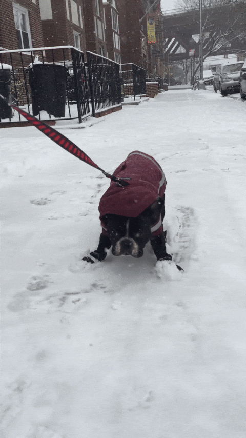 Oscar The Frenchie / Irresistible Charlie GIF - Find & Share on GIPHY