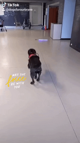 Dogs for our Brave GIF