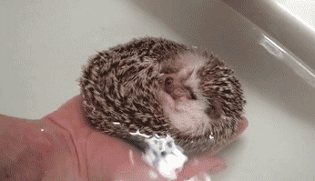 Image result for hedgehog gifs