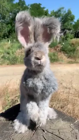 Fluffy Bunny GIF