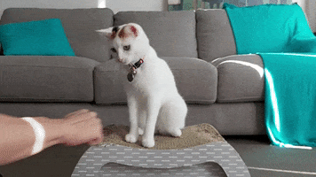 Cat Fist Bump GIF by Catexplorer