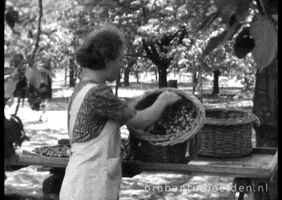 Vintage Rot GIF by Brabant in Beelden