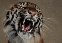 Funny-tigers GIFs - Get the best GIF on GIPHY