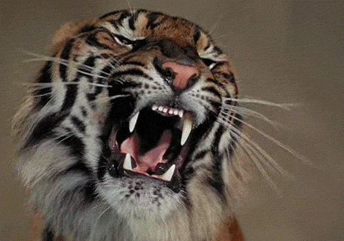 Image result for tiger gifs