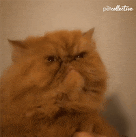 Angry Cat GIF by memecandy