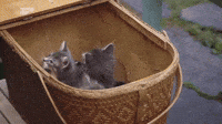 Chaton Gifs Get The Best Gif On Giphy