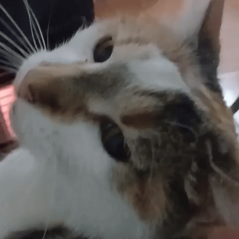 Cute Cat GIF