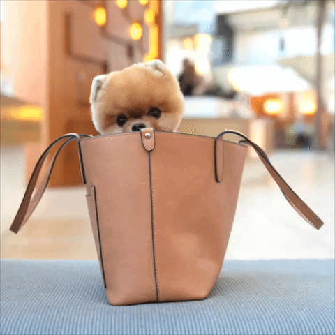 Dog Bag GIF by Jiffpom