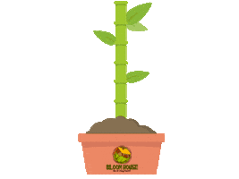 Plante Growing Sticker by Bloom House