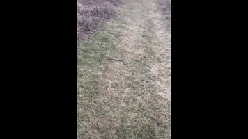Dog GIF