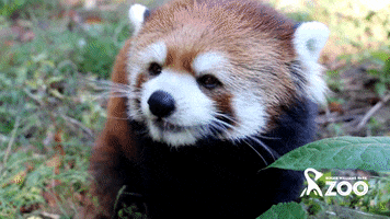rwpzoo eating panda chewing red panda GIF