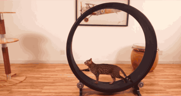 best cat wheel