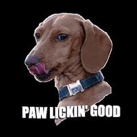 Licking Dog Food GIF by Benyfit Natural Official
