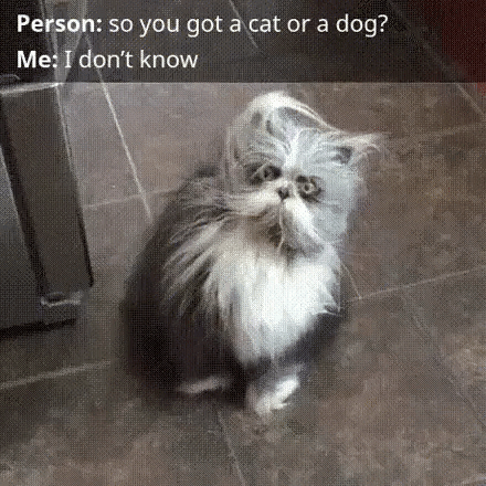 Angry Cat GIF by JustViral.Net - Find & Share on GIPHY