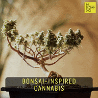 Weed Plant GIF by 60 Second Docs