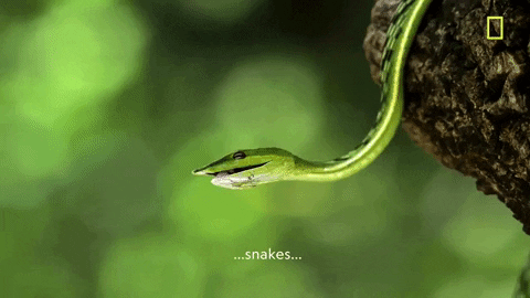 Brie Larson Snake GIF by National Geographic Channel - Find & Share on GIPHY