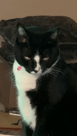 Cat GIF