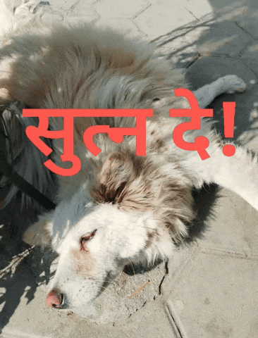 सतन द GIF