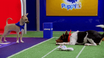 Animal Planet GIF by Puppy Bowl