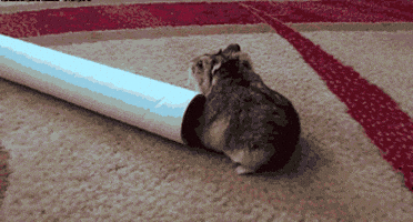 fat hamster GIF