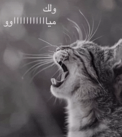 Cat GIF