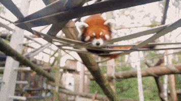 Red Panda GIF by The Toledo Zoo